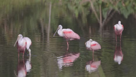 cucharaditas rosadas durmiendo y limpiándose en aguas poco profundas con reflejo en el estanque de florida