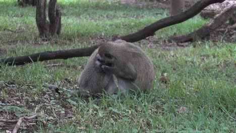 steady shot of two wild african vervet monkeys picking fleas of another