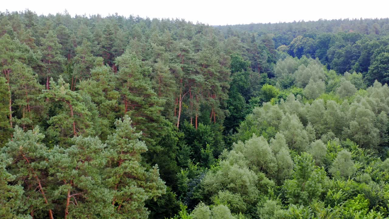 Summer quiet scenery. Mixed forest. Drone flies over treetops. Pine trees. Green plants in woodland. Colorful texture in nature. Natural background.
