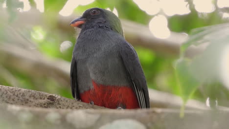 looking up at perched slaty tailed trogon on tree branch