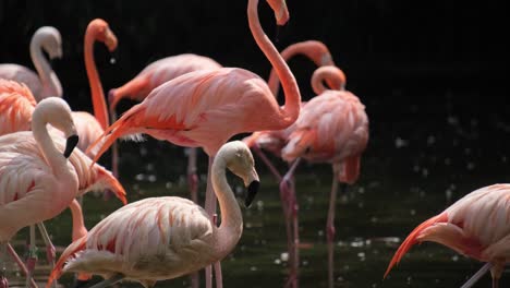 A flock of flamingos are standing in the water 4k 2025 08 04 22 51 45 utc.mov | american flamingo, animal, animals, avian