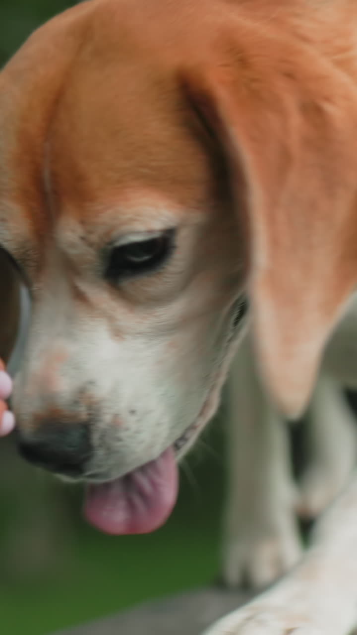 Primer plano de una mujer caucásica mayor sujetando la correa de un beagle con la boca y los ojos detallados, la lengua fuera, una textura suave del pelaje, un vínculo emocional capturado en un suave fondo verde de parque y una mano amable de cuidador.
