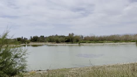 Lago-En-La-Naturaleza-Con-Buen-Tiempo-En-Málaga-Con-Aves-Raras