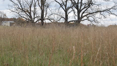 Fall-color-trees-on-the-edge-of-a-field-grass-blowing-in-the-foreground