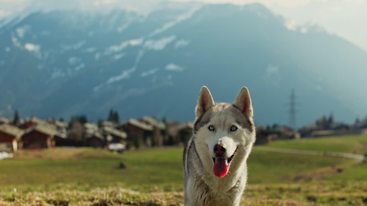 Majestic husky walking through an open alpine field at sunset, with breathtaking mountain views and golden skies in the background.