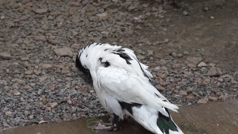 black and white ducking flapping wings