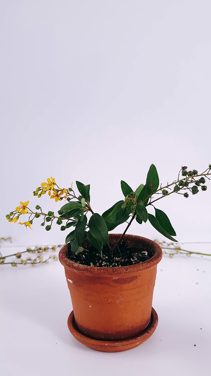 pequeña planta en maceta con flores amarillas