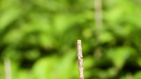 dragonfly rests on top of small twig, flies away, then quickly returns