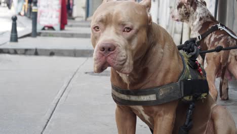 un pit bull terrier marrón sentado en una acera