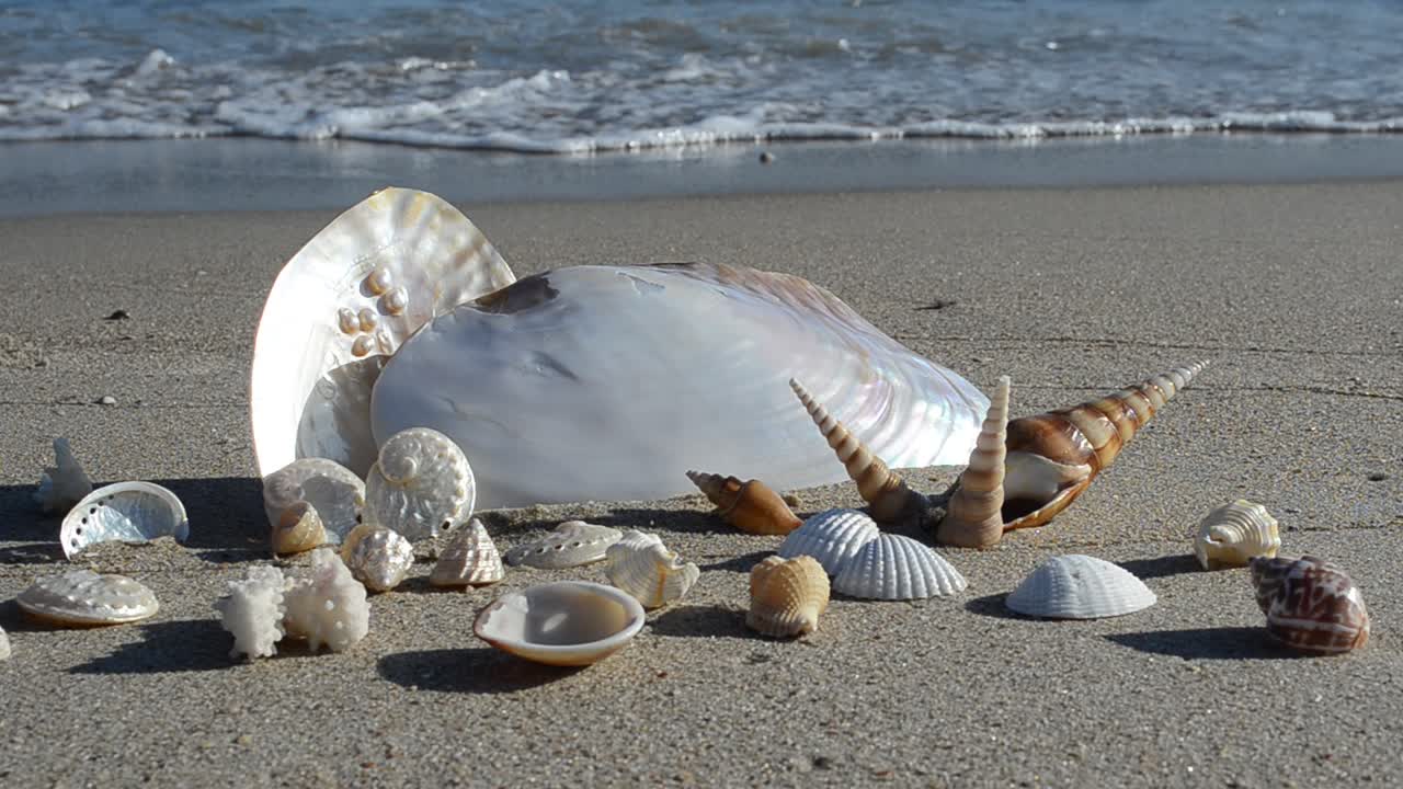 Cockleshells on sand, the beach. Shooting on the beach