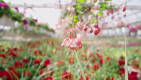 Rack-Fokus-Pfanne-Von-Rosa-Und-Weißem-Fuchsia-Bis-Hin-Zu-Roten-Geranien