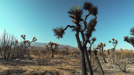 ash and bones of a joshua tree landscape destroyed by the bobcat wildfire in southern california - subtle sliding view