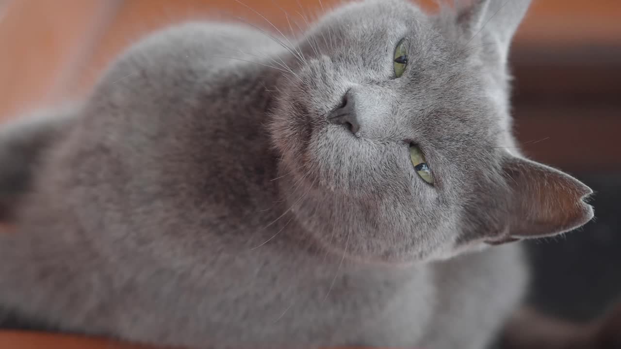 회색 영국 짧은 머리 고양이