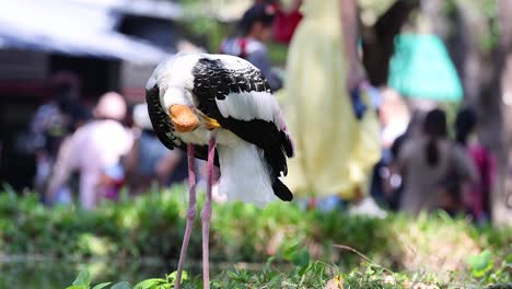 cigüeña observada entre los visitantes en el zoológico