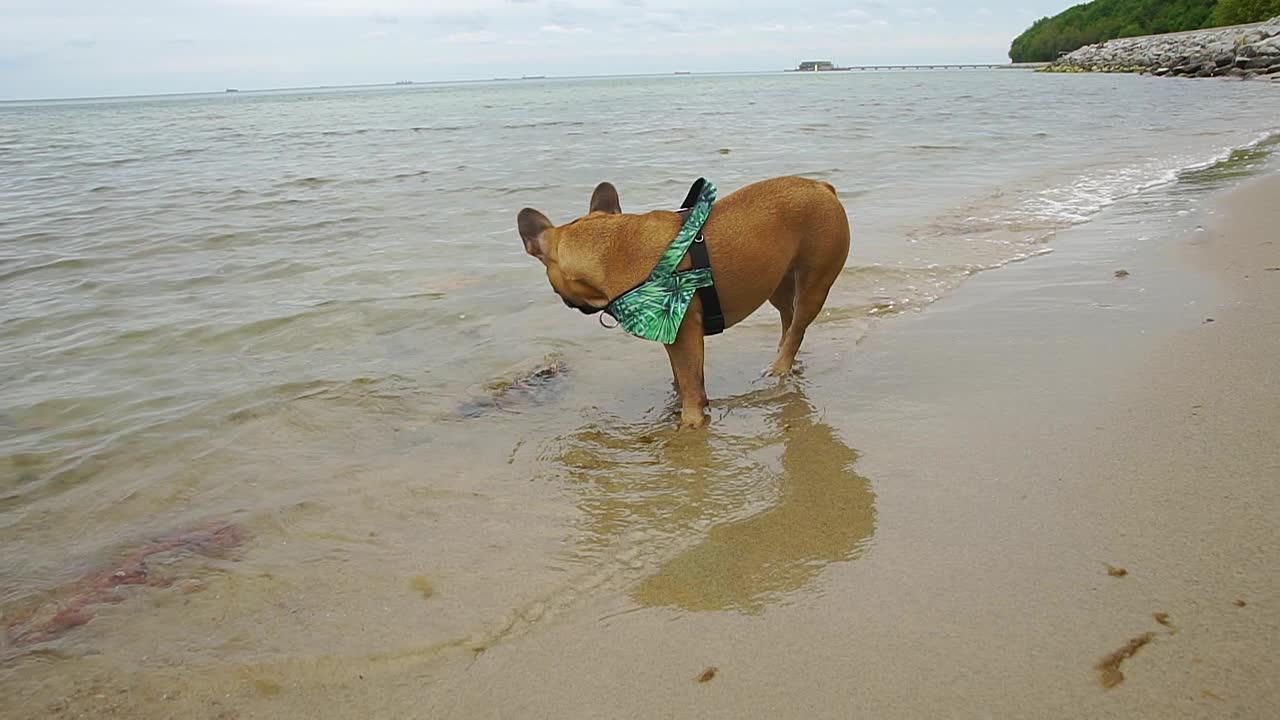 bulldog francés diviértete en el mar