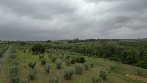 cloudy sky over olive grove, tuscany italy