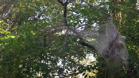 Eastern-Tent-Caterpillar-nest-on-Walnut-Tree,-golden-ratio