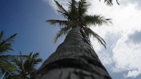 looking up towards a tropical palm tree silhouetted by the bright sun and blue sky in the background