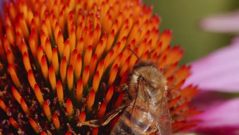 Extreme-Close-up-view-of-a-wild-bee-pollinating-a-flower-and-eating-nectar