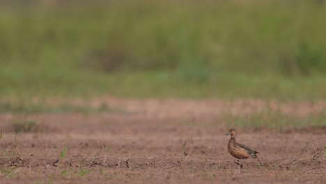 Green-Winged-Teal-Resting-outside-the-water