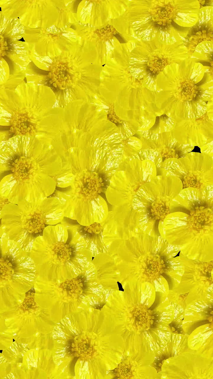 Lyse gule blomster, der dukker op og forsvinder på sort baggrund.