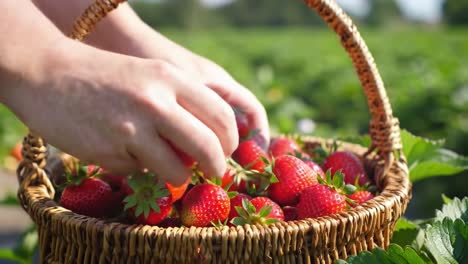 harvesting fresh strawberries: a close-up of hands collecting juicy strawberries from a basket in a lush green field under bright sunlight