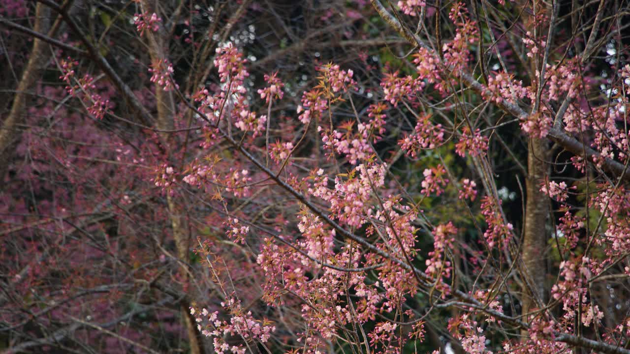 봄에 분홍색 체리 꽃