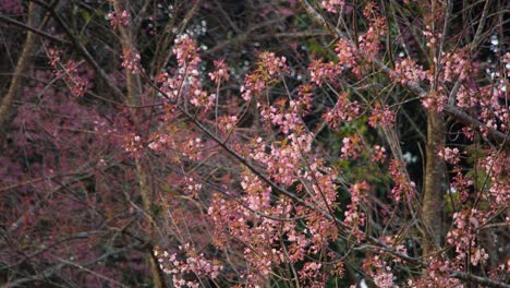 las flores de cerezo rosas en primavera