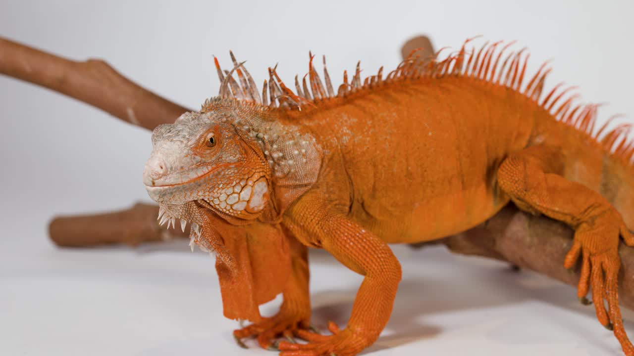 Un'iguana arancione vivace è immobile su un ramo di legno su uno sfondo bianco