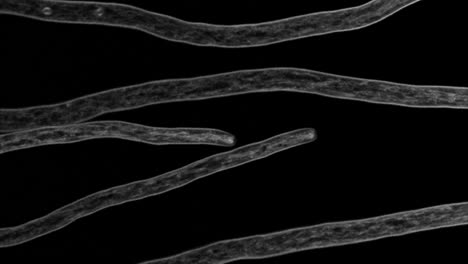 Wachsende-Hyphen-Des-Fadenpilzes-Aspergillus-Fumigatus,-Abgebildet-Mit-Konfokaler-Zeitraffermikroskopie