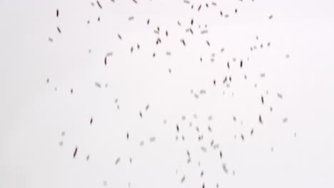 Brown-chocolate-sprinkles-ice-cream-topping-ingredient-raining-down-in-slow-motion-on-white-backdrop