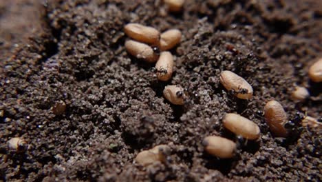 ants moving their nest eggs nestled within soil - macro shot, slow motion