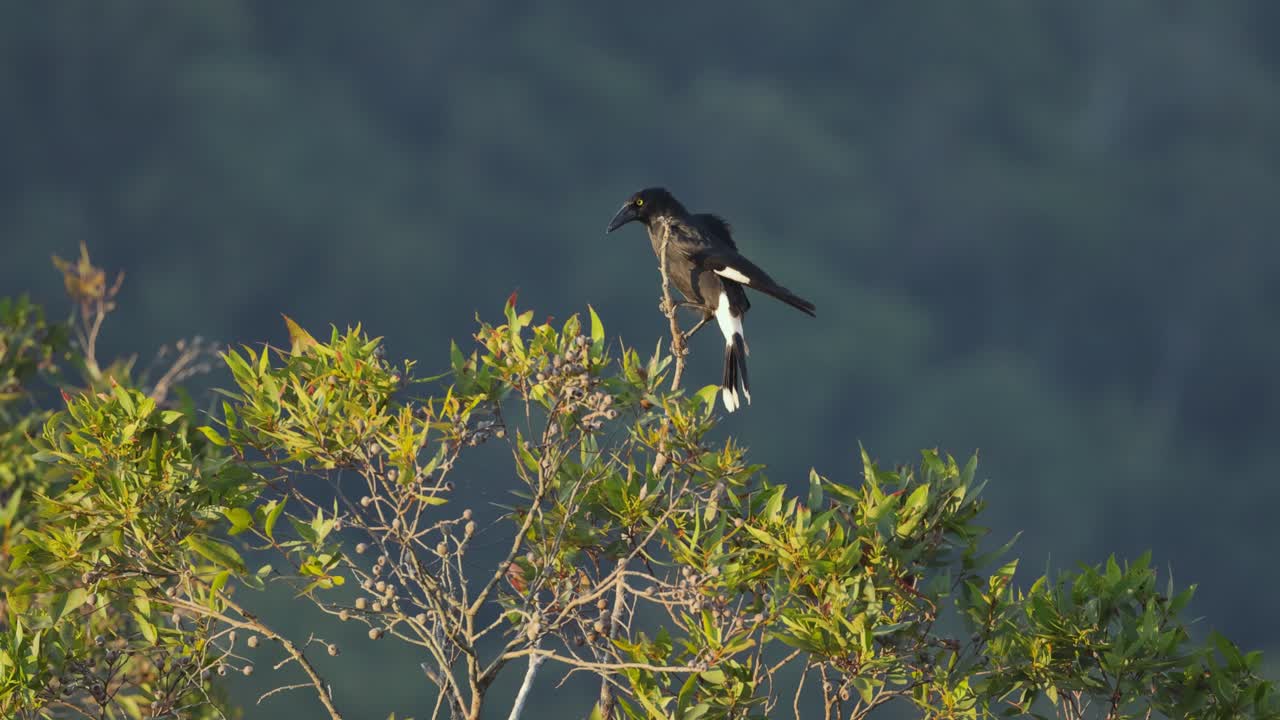 pájaro currawong encaramado en la rama de un eucalipto