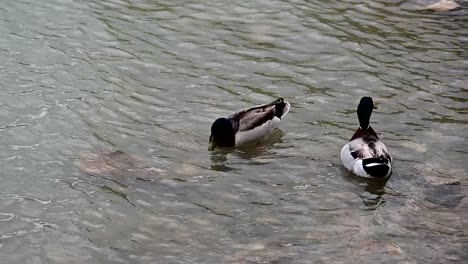 mallard ducks near the shore of the lake