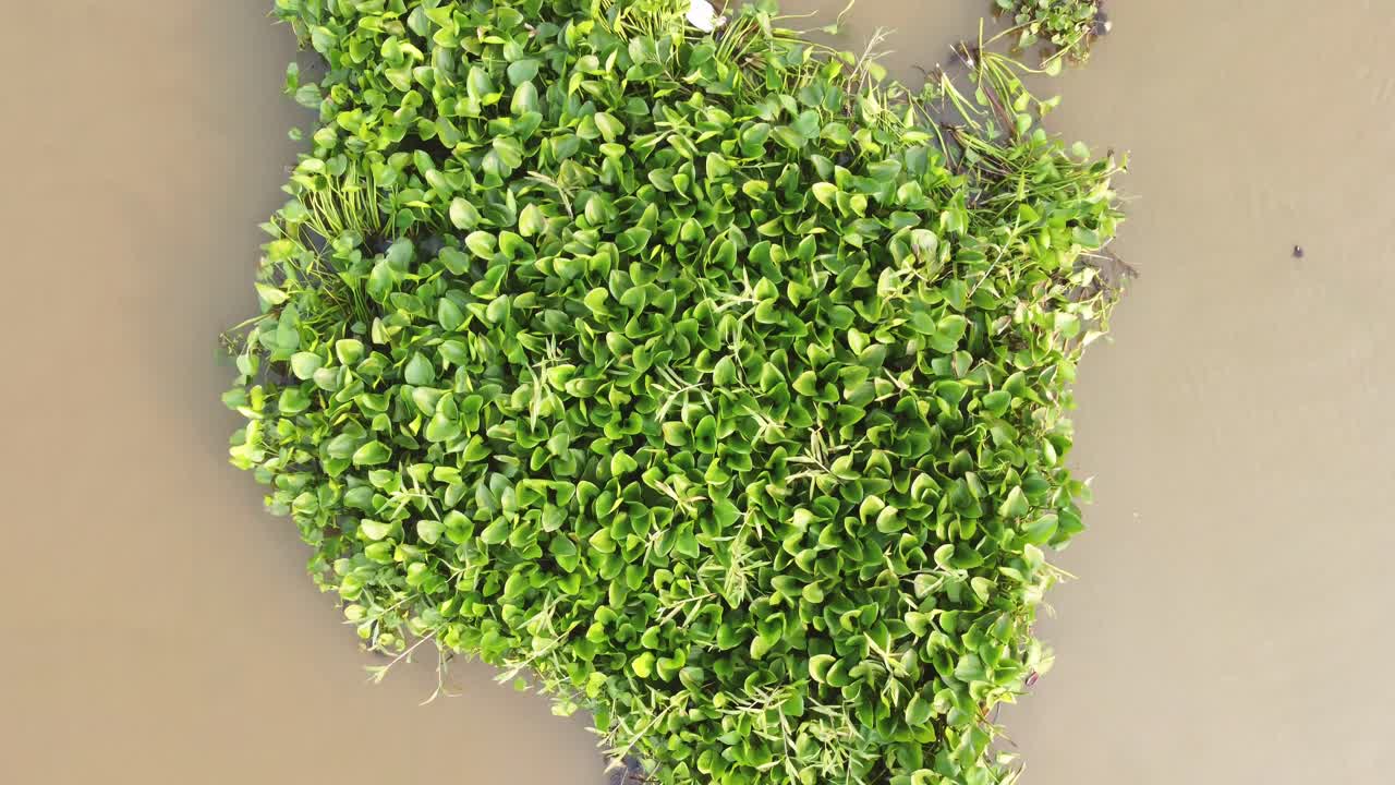 비행 환경 식물 녹색 숲과 강변