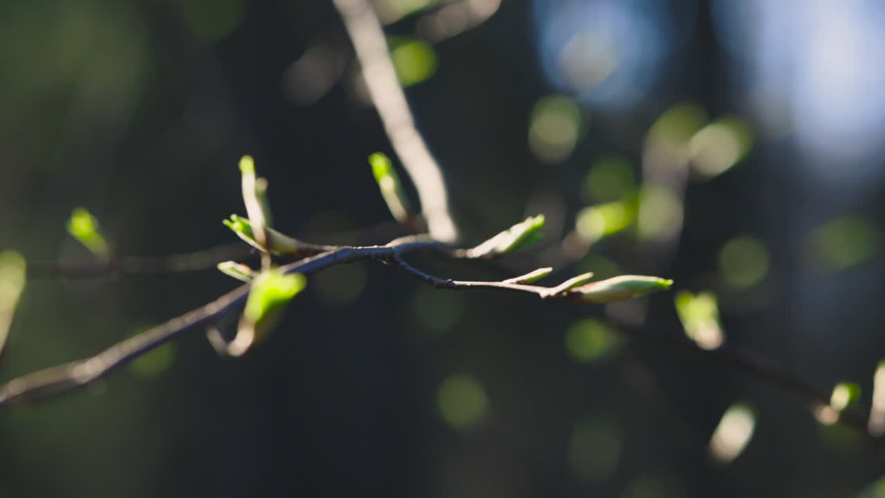 Close-up focus shift of green buds on thin tree branch, shallow DOF
