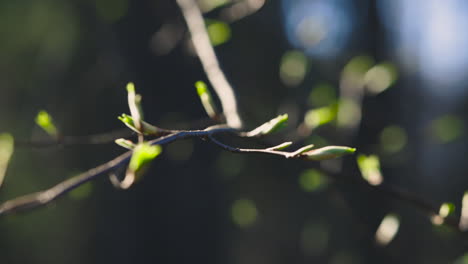 Close-up-focus-shift-of-green-buds-on-thin-tree-branch,-shallow-DOF