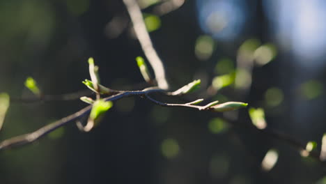 Cambio-De-Enfoque-De-Primer-Plano-De-Brotes-Verdes-En-La-Rama-De-Un-árbol-Delgado,-Dof-Superficial