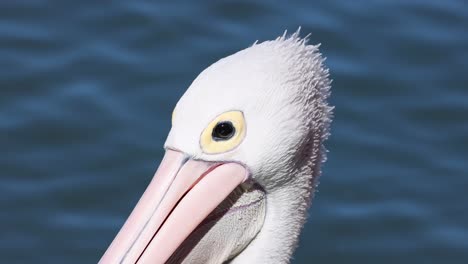 close-up of a pelican's head near water