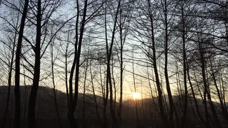 walking on a forest road, early spring season, with beautiful light coming from sunset