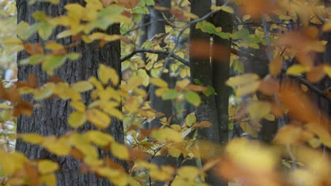 Bunter-Herbsttag-Im-Wald-Mit-Sanftem-Licht,-Enge-Aufnahme