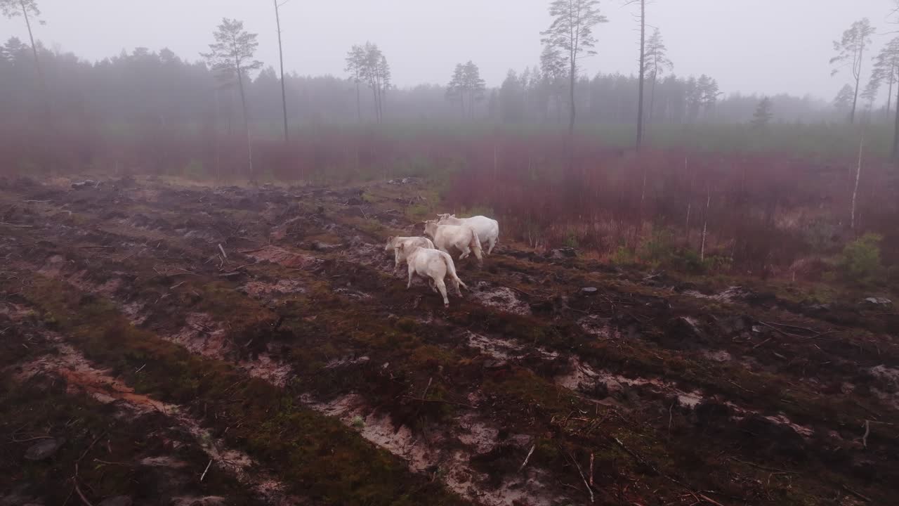 Slowmotion af fire køer, der bevæger sig gennem våd jord på en tåget skovlysning i Letland.