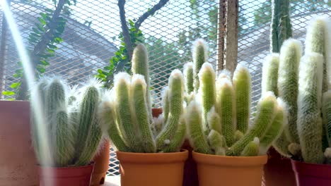 cacti in pots inside a greenhouse environment