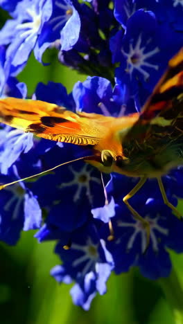 mariposa en una flor azul