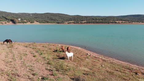 Beautiful-wild-brown-and-white-wild-horses-resting-by-lake-side-in-Cádiz,-Spain---Aerial-Orbit-shot