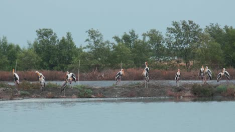 egrets standing on the shore.
