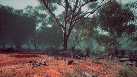 misty australian forest landscape