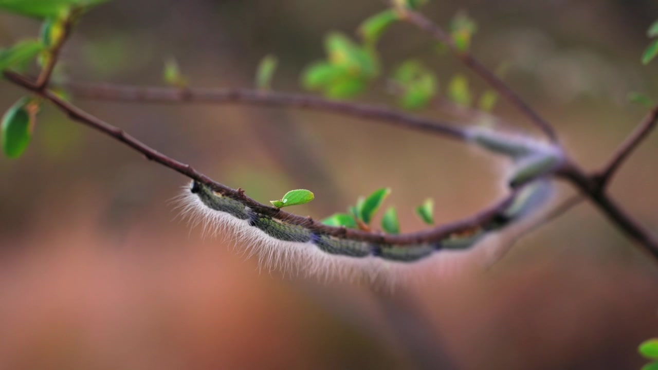 Train of hairy caterpillars of reticulate bagnet moth crawl on branch