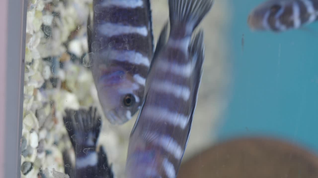 Striped Fish in Aquarium