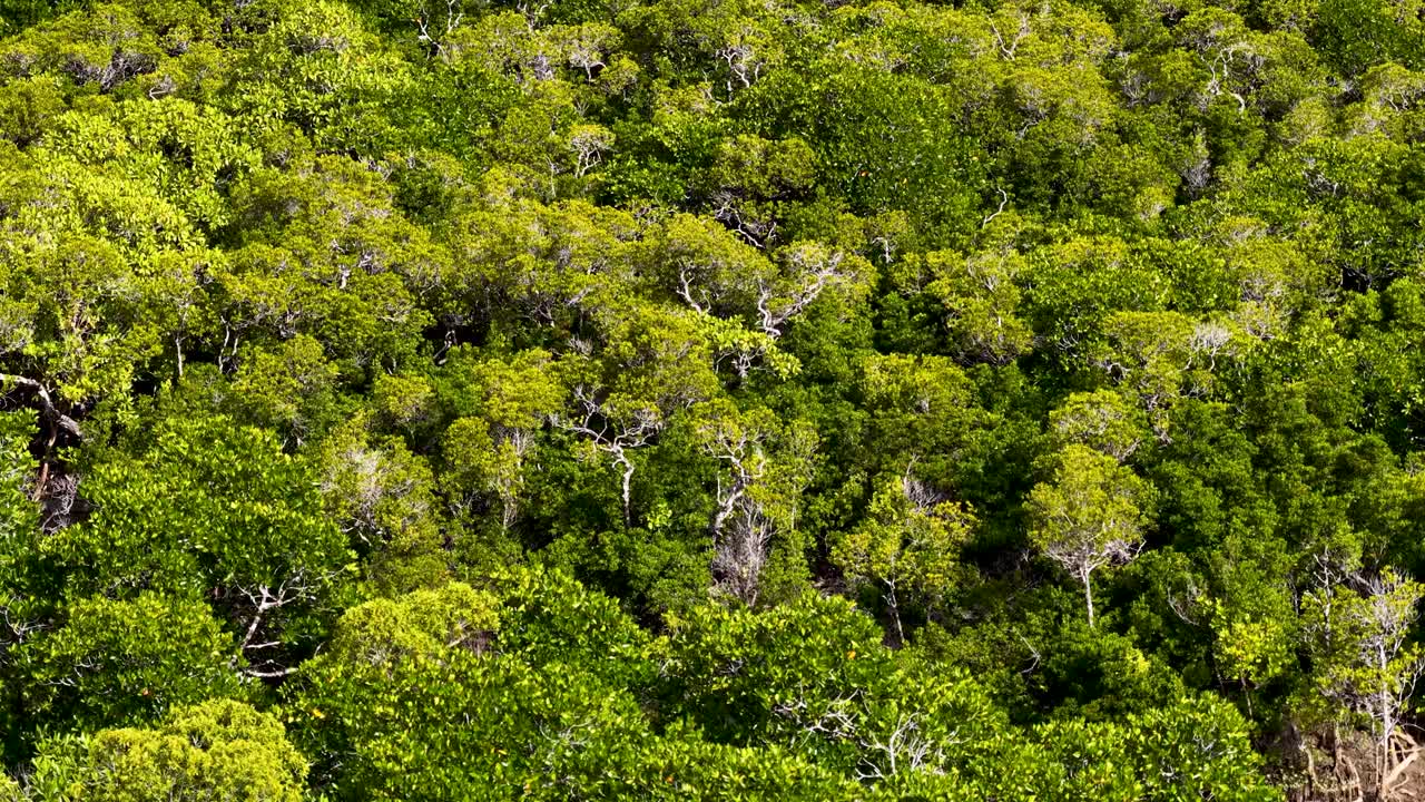 Drone camera smoothly glides above lush rainforest canopy, revealing vibrant green foliage in sunlight